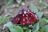 IIP Online Student Photography